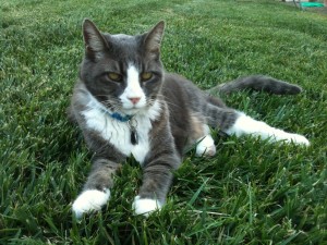 joey