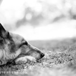 maia sleeping black and white