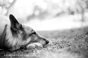 maia sleeping black and white