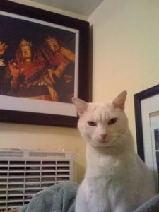 makiacatstand
