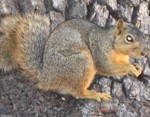 mr.squirrelly