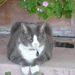 JOEY ON THE PORCH