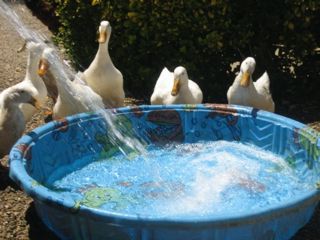Getting their pool in the sun