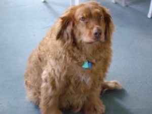 Amber