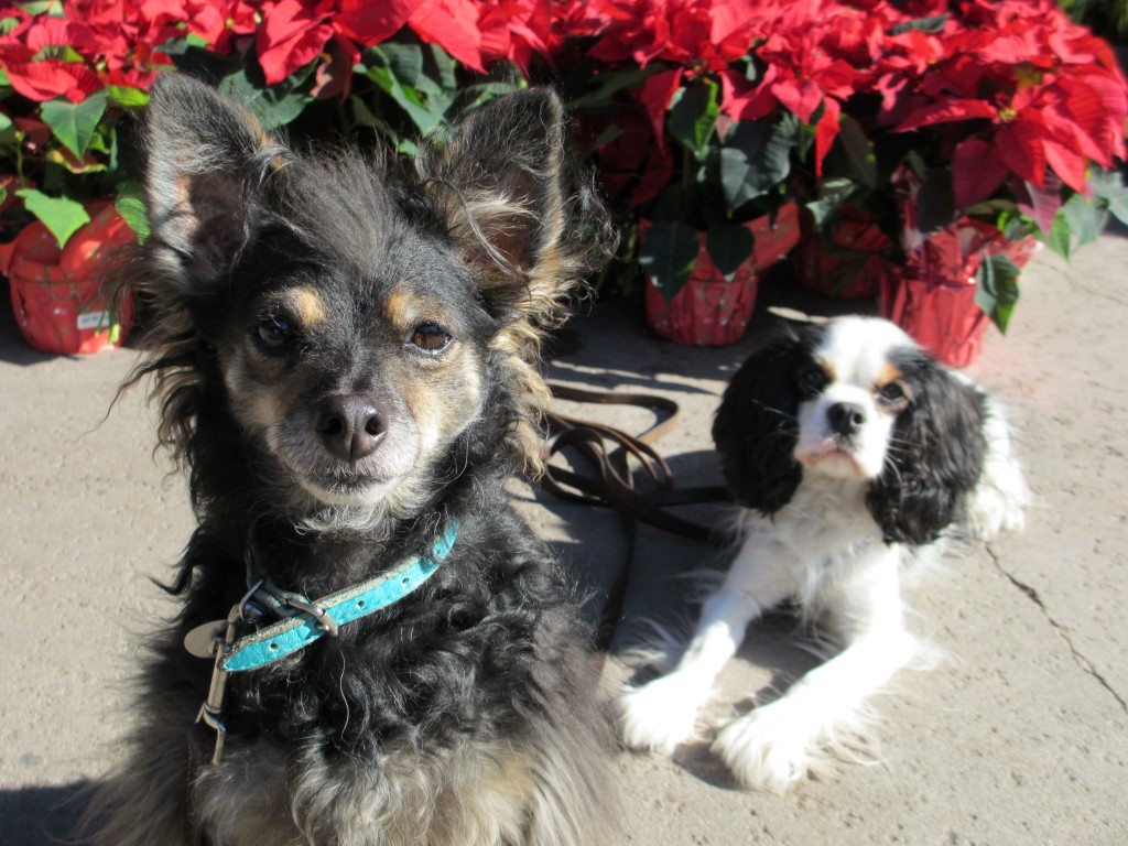Beau And Gypsy