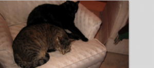 Buddy and Sunny