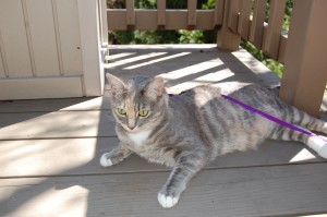 Calypso