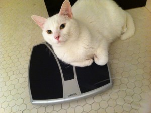 Finn_Blog