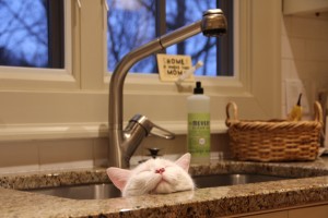 Finn_Sink