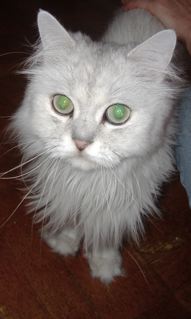 Franklincat.at-1.jpg