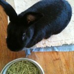 bean with hay