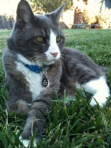 joey