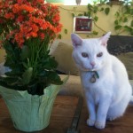 makia by plant