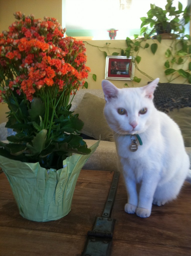 makia by plant