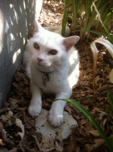 makia in bushes