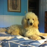 luca