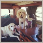 Luca in the middle of Honey and PrimRose Speedy