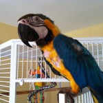 Seamora standing on cage