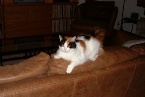 Izzy