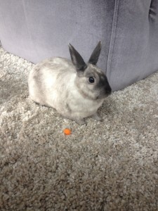 Kitty_bunny_Blog