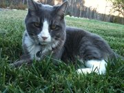 Joey Joe