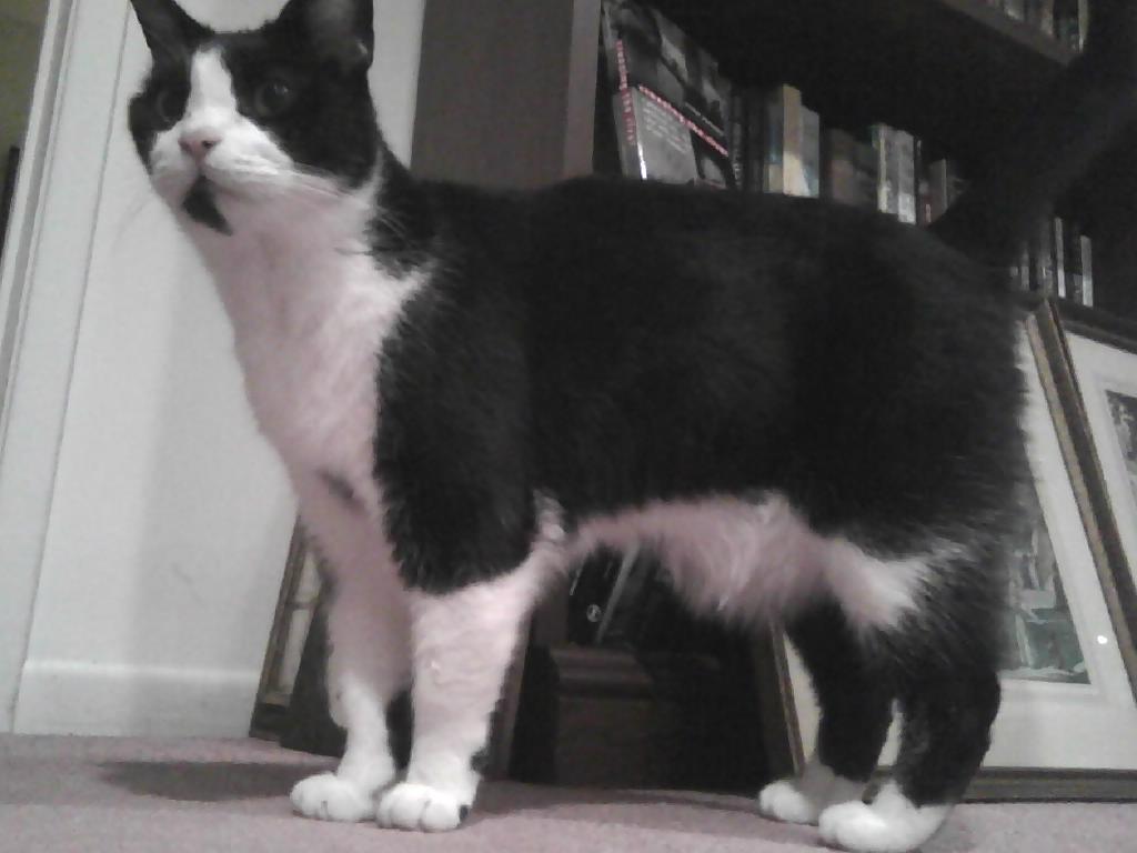 Reggie
