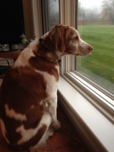 Rosie_hurricaneSandy