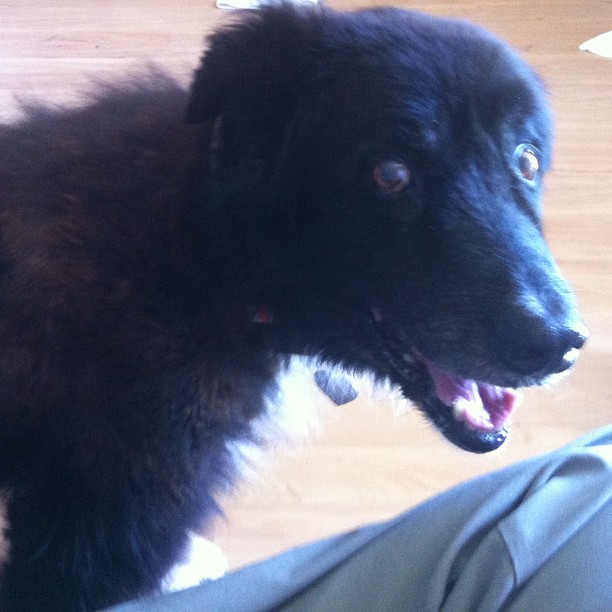 Stormy best dog ever