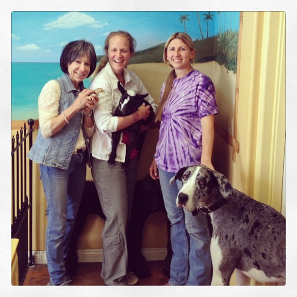 Starting another work day of speaking to animals as Sherry Gaber adjusts them!  At Aloha Dog Grooming with owner Tina Baselice. Also in picture her #greatdane Truly, Alice her #goat, Phoebe her #poodle and a new #chick!