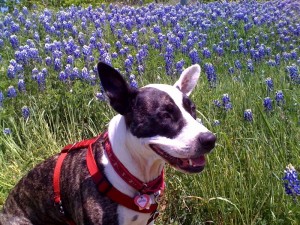 angelbluebonnet-2