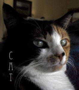 AVA CAT JPEG