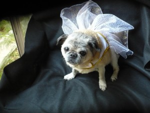 bella_poses_in_chair_2