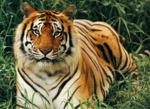 bengal_tiger_4