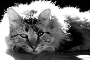 bobkitty1
