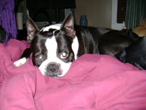 bruiser