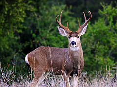 buck jeff muth