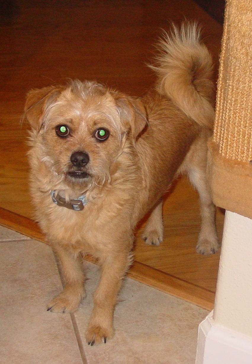buddy-1