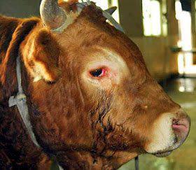 bull