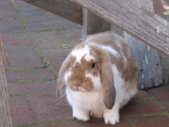 bunbun Nov09 sm 015
