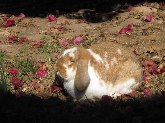 bunbun Nov09 sm 027