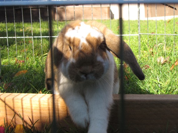bunbun Nov09 sm 034