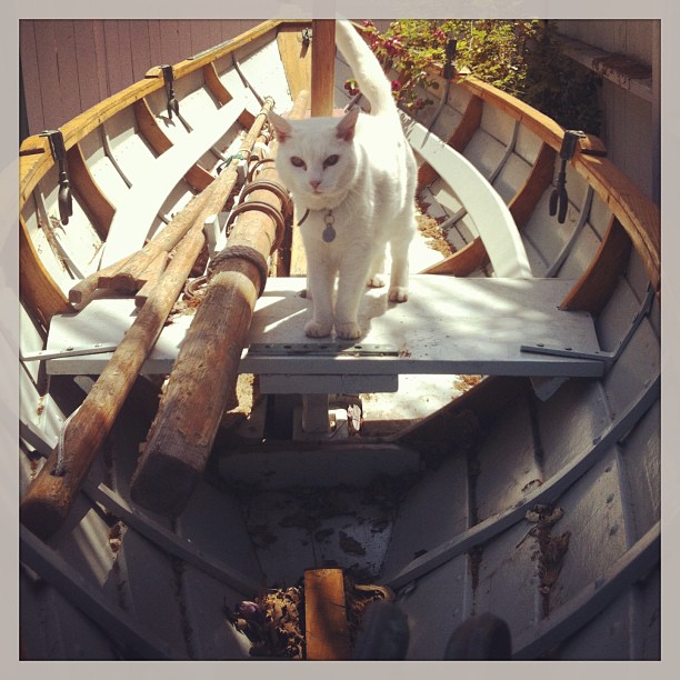 Grandpa's #boat may not be in the water but it's  getting used. Makia my cat says, "It's the best hiding place ever. I feel free & greatness while I dream of going to different worlds."Laura Stinchfield * thepetpsychic.com #cat #cats #animal #pets #sailboat #dory #petpsychicreadings
