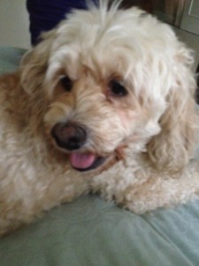 casey_blog