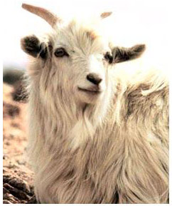 cashmere goat