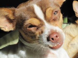 cora_closeup