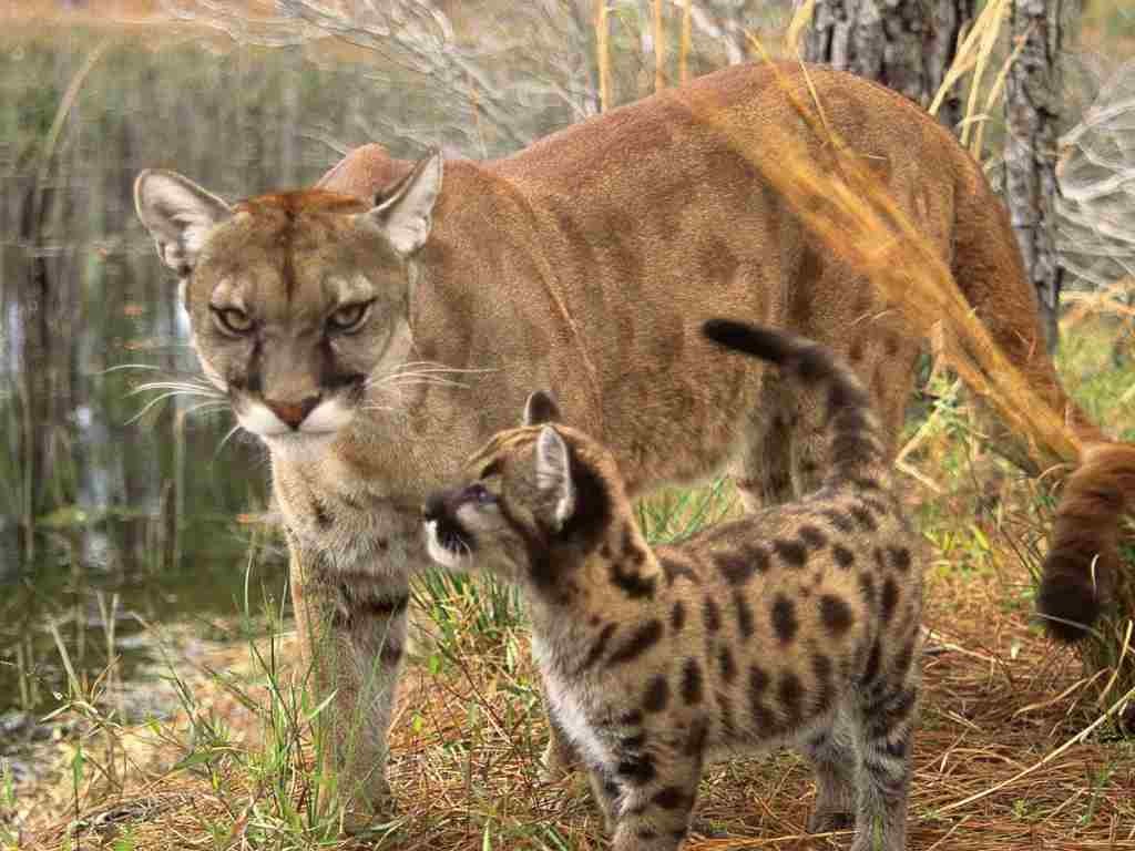 cougar