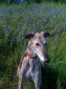 cupidbluebonnet