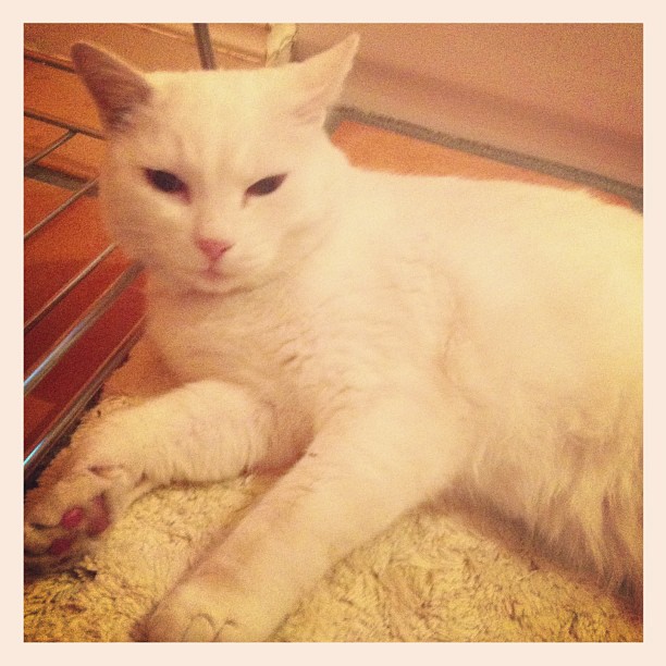 Good Morning!  Makia my #cat says, "I hope you wake up with a lot of energy and direct it in the right way."* Laura Stinchfield - thepetpsychic.com. #animals #cats #animal #wisdom #love #petpsychicreadings