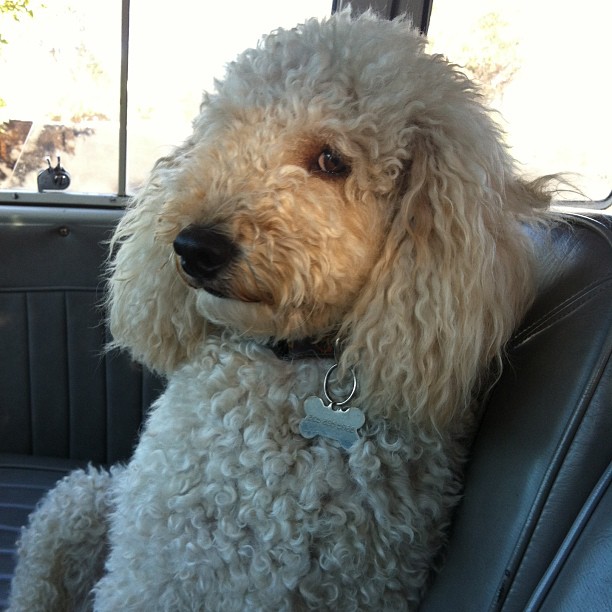 Luca my #poodle says, "I learned this morning to go slow up to other dogs because if I'm fast I may scare them." - Laura Stinchfield * thepetpsychic.com. #animal #animals #dog #doglove #pet #pets #petpsychicreadings