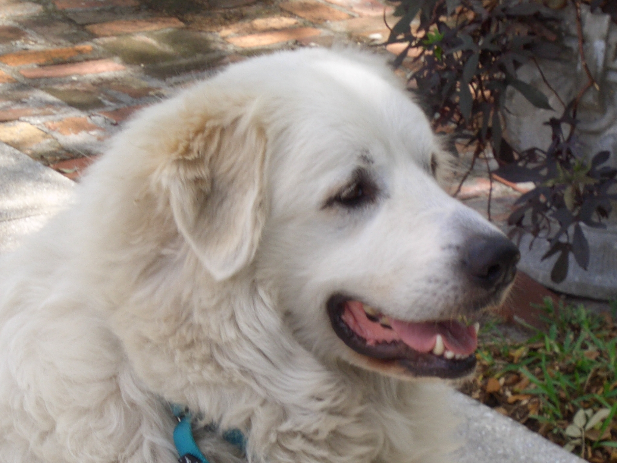 dogs_4-9_022